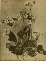 An illustration from Catalog E. (1909)