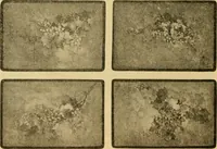 An illustration from Catalog E. (1909)