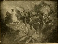 An illustration from Catalog E. (1909)