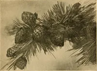 An illustration from Catalog E. (1909)