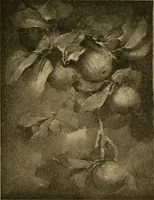 An illustration from Catalog E. (1909)