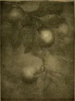 An illustration from Catalog E. (1909)