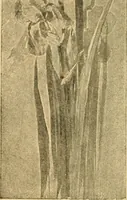 An illustration from Catalog E. (1909)
