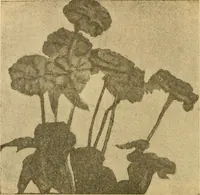 An illustration from Catalog E. (1909)