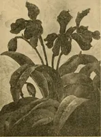 An illustration from Catalog E. (1909)