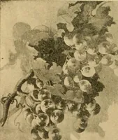 An illustration from Catalog E. (1909)