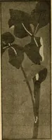 An illustration from Catalog E. (1909)