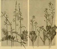 An illustration from Catalog E. (1909)