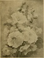 An illustration from Catalog E. (1909)