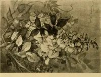 An illustration from Catalog E. (1909)