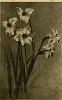 An illustration from Catalog E. (1909)