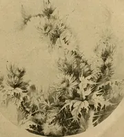 An illustration from Catalog E. (1909)