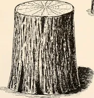 An illustration from Catalog no. 177 (1911)