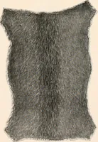 An illustration from Catalog no. 177 (1911)