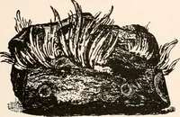 An illustration from Catalog no. 177 (1911)