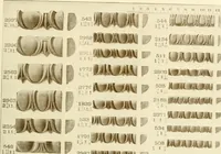 An illustration from Catalog of Capitals, brackets and compo ornament for exterior and interior decoration (1900)