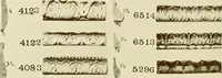 An illustration from Catalog of Capitals, brackets and compo ornament for exterior and interior decoration (1900)