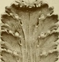 An illustration from Catalog of Capitals, brackets and compo ornament for exterior and interior decoration (1900)