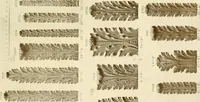 An illustration from Catalog of Capitals, brackets and compo ornament for exterior and interior decoration (1900)