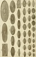 An illustration from Catalog of Capitals, brackets and compo ornament for exterior and interior decoration (1900)