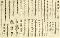 An illustration from Catalog of Capitals, brackets and compo ornament for exterior and interior decoration (1900)