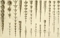 An illustration from Catalog of Capitals, brackets and compo ornament for exterior and interior decoration (1900)
