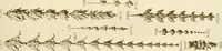 An illustration from Catalog of Capitals, brackets and compo ornament for exterior and interior decoration (1900)