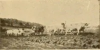 An illustration from Catalog of large carbon photographs, photogravures, engravings, etchings and copper-plate paintings in the educational art exhibitions of A.W. Elson & Company with a list of other pictures recommended for school, library, and home decoration (1910)