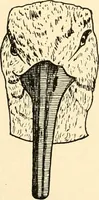 Picture 109 of 158 from [Catalogue] (1908), leaf 86