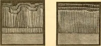 An illustration from Catalogue containing illustrations and price lists of Newman & Levinson .. (1891)