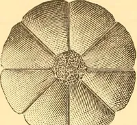An illustration from Catalogue containing illustrations and price lists of Newman & Levinson .. (1891)