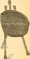 Picture 80 of 280 from Catalogue containing illustrations and price lists of Newman & Levinson .. (1891), leaf 43