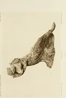Picture 15 of 16 from Catalogue des bronzes de la Société archéologigue d'Athènes (1894), leaf 192