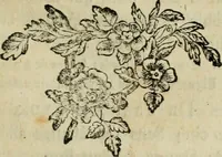 An illustration from Catalogue des tableaux de la Galerie impériale et royale de Vienne (1784)