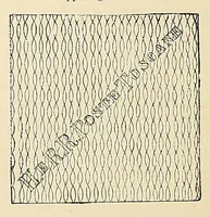 An illustration from A catalogue for advanced collectors of postage stamps, stamped envelopes and wrappers; (1890)