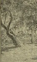 An illustration from Catalogue (illustrated) Fine arts department (1897)