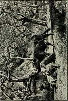 An illustration from Catalogue illustré (1879)