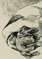 An illustration from Catalogue illustré (1879)
