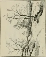 Picture 458 of 517 from Catalogue illustré (1879), leaf 329