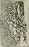 Picture 460 of 517 from Catalogue illustré (1879), leaf 329
