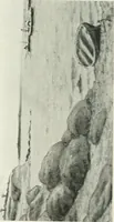 Picture 181 of 456 from Catalogue illustré (1879), leaf 169