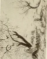 Picture 392 of 456 from Catalogue illustré (1879), leaf 272