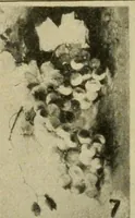 Picture 39 of 82 from Catalogue and instruction book. (1908), leaf 44