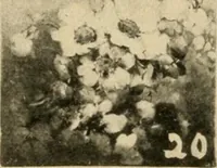 Picture 47 of 82 from Catalogue and instruction book. (1908), leaf 45