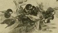 Picture 82 of 82 from Catalogue and instruction book. (1908), leaf 64