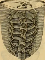 Picture 44 of 295 from Catalogue no. 52. (1886), leaf 18
