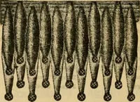 An illustration from Catalogue no. 52. (1886)