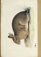 An illustration from Catalogue North American mammals with drawings and proof of plates (1856)