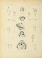 An illustration from Catalogue North American mammals with drawings and proof of plates (1856)