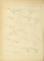 An illustration from Catalogue North American mammals with drawings and proof of plates (1856)